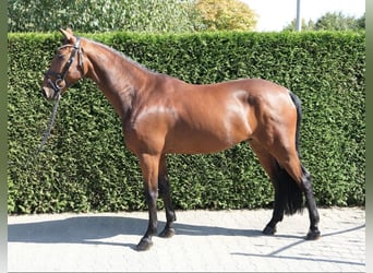 Anglo European Studbook, Caballo castrado, 7 años, 167 cm, Castaño