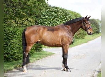 Anglo European Studbook, Caballo castrado, 7 años, 170 cm, Castaño