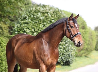 Anglo European Studbook, Caballo castrado, 7 años, 170 cm, Castaño