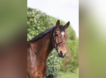 Anglo European Studbook, Caballo castrado, 7 años, 170 cm, Castaño