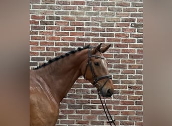 Anglo European Studbook, Caballo castrado, 7 años, 170 cm, Castaño