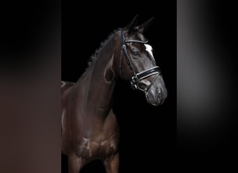 Anglo European Studbook, Caballo castrado, 7 años, 172 cm, Negro