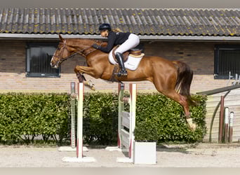 Anglo European Studbook, Caballo castrado, 7 años, 174 cm, Alazán