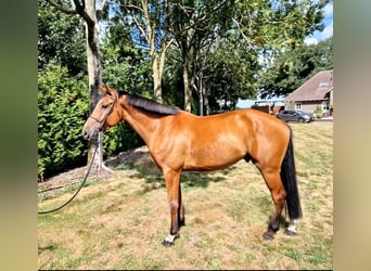 Anglo European Studbook, Caballo castrado, 7 años, 174 cm, Castaño