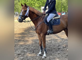 Anglo European Studbook, Caballo castrado, 7 años, 178 cm, Alazán