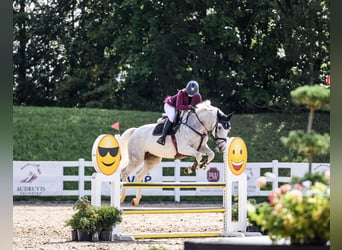Anglo European Studbook, Caballo castrado, 7 años