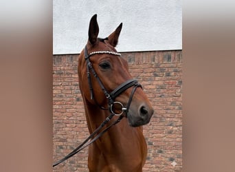 Anglo European Studbook, Caballo castrado, 8 años, 162 cm, Castaño