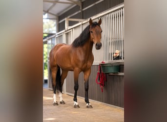 Anglo European Studbook, Caballo castrado, 8 años, 165 cm, Castaño