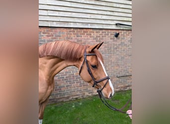 Anglo European Studbook, Caballo castrado, 8 años, 166 cm, Alazán-tostado