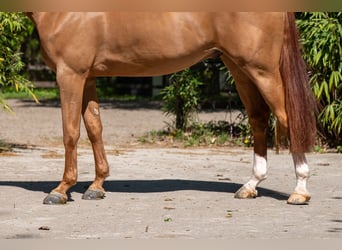 Anglo European Studbook, Caballo castrado, 8 años, 167 cm, Alazán