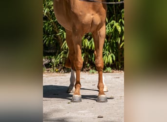Anglo European Studbook, Caballo castrado, 8 años, 167 cm, Alazán