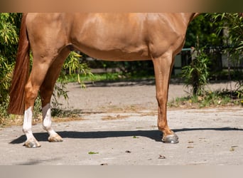 Anglo European Studbook, Caballo castrado, 8 años, 167 cm, Alazán