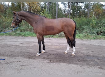 Anglo European Studbook, Caballo castrado, 8 años, 168 cm, Castaño