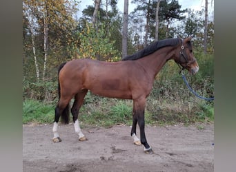 Anglo European Studbook, Caballo castrado, 8 años, 168 cm, Castaño