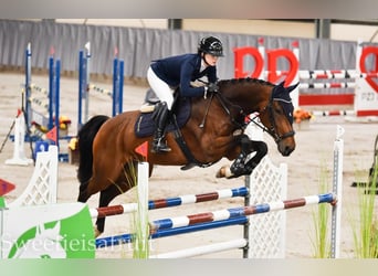 Anglo European Studbook, Caballo castrado, 8 años, 170 cm, Castaño