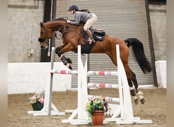 Anglo European Studbook, Caballo castrado, 8 años, 172 cm, Castaño rojizo