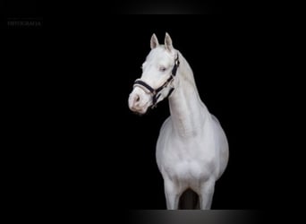 Anglo European Studbook, Caballo castrado, 9 años, 147 cm, Cremello