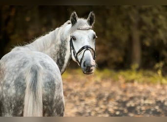 Anglo European Studbook, Caballo castrado, 9 años, 165 cm, Tordo