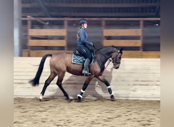 Anglo European Studbook, Caballo castrado, 9 años, 166 cm, Castaño