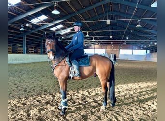 Anglo European Studbook, Caballo castrado, 9 años, 166 cm, Castaño