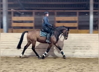 Anglo European Studbook, Caballo castrado, 9 años, 166 cm, Castaño