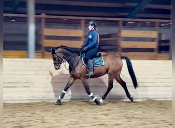 Anglo European Studbook, Caballo castrado, 9 años, 166 cm, Castaño