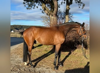 Anglo European Studbook, Caballo castrado, 9 años, 166 cm, Castaño