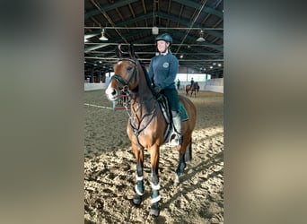 Anglo European Studbook, Caballo castrado, 9 años, 166 cm, Castaño