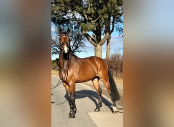 Anglo European Studbook, Caballo castrado, 9 años, 166 cm, Castaño