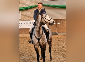 Anglo European Studbook, Caballo castrado, 9 años, 167 cm, Tordo rodado