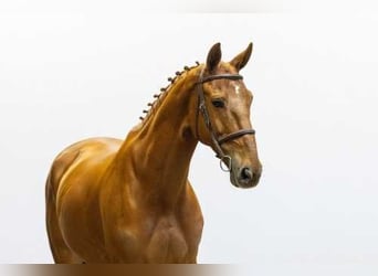 Anglo European Studbook, Caballo castrado, 9 años, 170 cm, Alazán