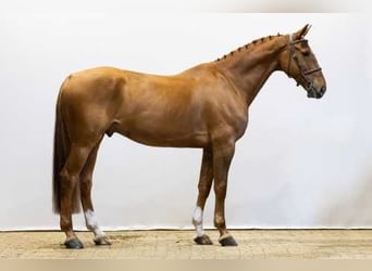 Anglo European Studbook, Caballo castrado, 9 años, 170 cm, Alazán