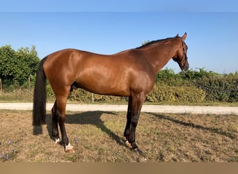 Anglo European Studbook, Caballo castrado, 9 años, 170 cm, Castaño