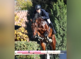 Anglo European Studbook, Caballo castrado, 9 años, 170 cm, Castaño