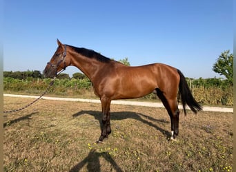 Anglo European Studbook, Caballo castrado, 9 años, 170 cm, Castaño