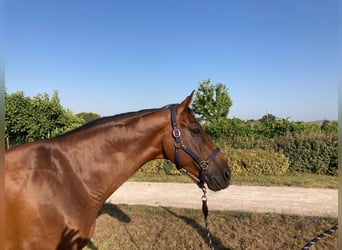 Anglo European Studbook, Caballo castrado, 9 años, 170 cm, Castaño