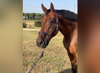 Anglo European Studbook, Caballo castrado, 9 años, 170 cm, Castaño