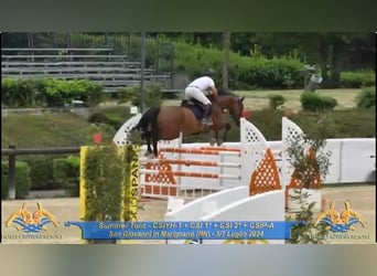 Anglo European Studbook, Caballo castrado, 9 años, 170 cm, Castaño