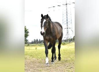 Anglo European Studbook, Caballo castrado, 9 años, 172 cm, Morcillo