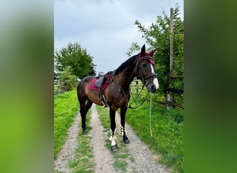 Anglo European Studbook, Caballo castrado, 9 años, 172 cm, Morcillo