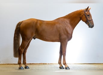 Anglo European Studbook, Gelding, 10 years, 16.1 hh, Chestnut