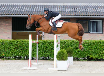 Anglo European Studbook, Gelding, 10 years, 16.1 hh, Chestnut
