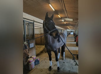 Anglo European Studbook, Gelding, 10 years, 16,1 hh, Brown