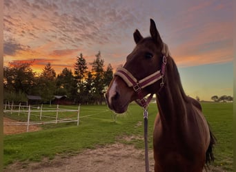 Anglo European Studbook, Gelding, 10 years, 16,1 hh, Brown