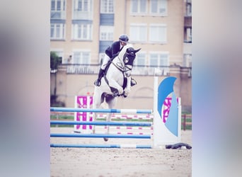 Anglo European Studbook, Gelding, 10 years, 16,2 hh, White