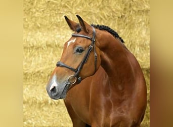 Anglo European Studbook, Gelding, 10 years, 16,3 hh, Brown