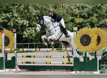 Anglo European Studbook, Gelding, 10 years, 17.3 hh, Grey