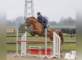 Anglo European Studbook, Gelding, 10 years, 17 hh, Chestnut-Red