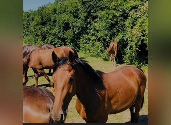 Anglo European Studbook, Gelding, 10 years, 17,1 hh, Brown