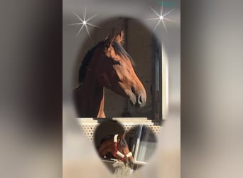 Anglo European Studbook, Gelding, 10 years, 17,1 hh, Brown